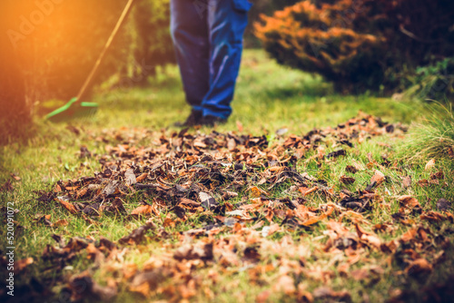 Raking leaves. The man is raking leaves with a rake. The concept of preparing the garden for winter, spring. Taking care of the garden.