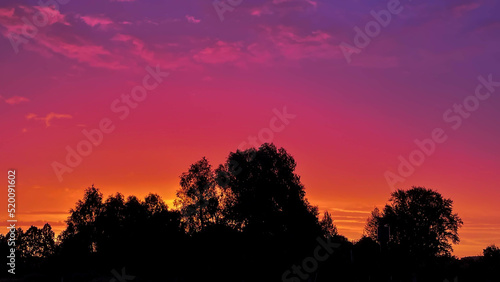 beautiful pink sunset on the background of large trees
