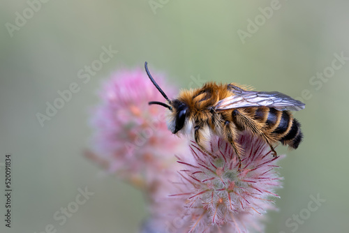 Wildbiene