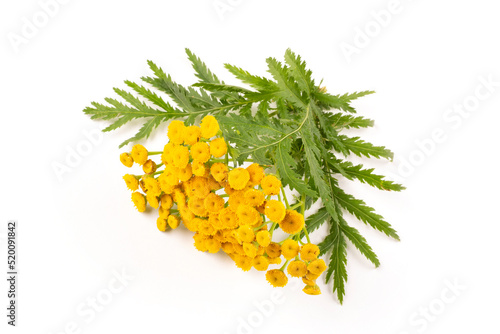Useful grass tansy on a white isolated background. Blank for the design, close-up. Traditional medicine.
