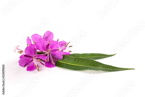 Flowers and leaves of a useful plant of ivan-tea (ivan-grass, kipreya, epilobium) on a white wooden background. Template for the design.
