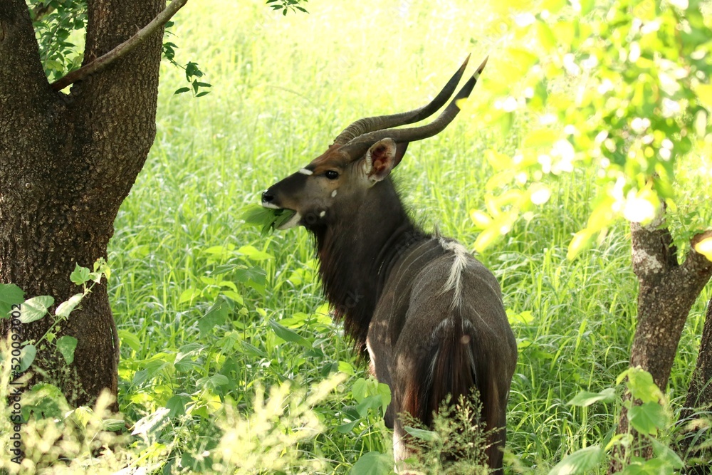 Kudu in the bush with big antler eating green leaves Kudu in the bush with big antler eating green leaves