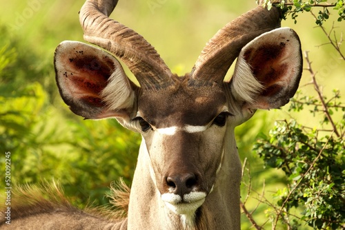 face close up of a wild Kudu with big ears and antler in the bush with blurry background photo