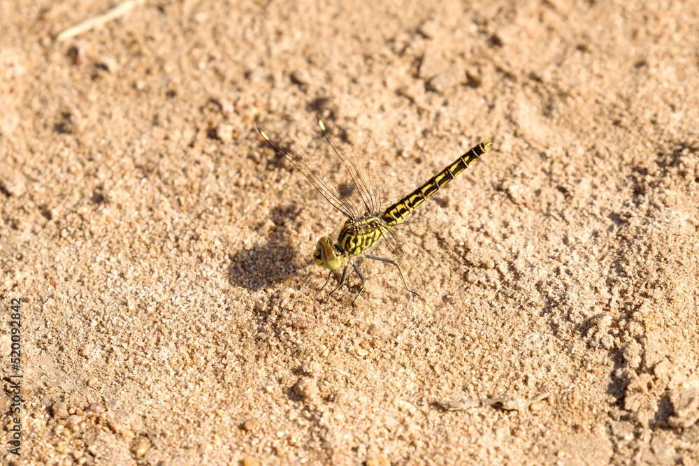 yellow black dragonfly on sandy ground yellow black dragonfly on sandy ground