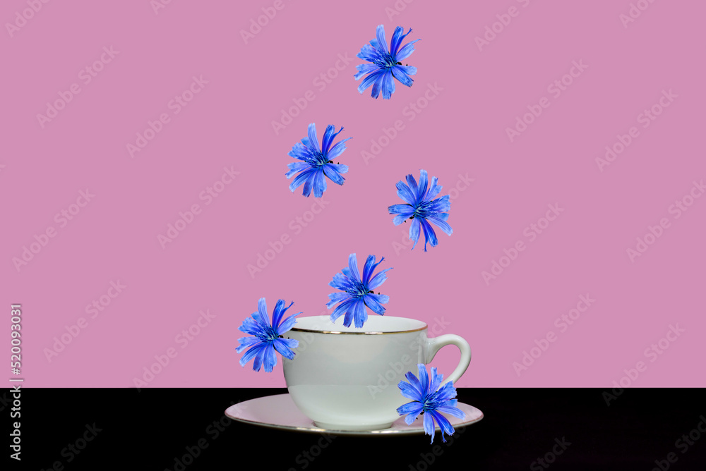 Chicory flowers fall on a white cup. Isolated on pink and black background. Minimal concept of a healthy drink. Chicory flowers fall on a white cup. Isolated on pink and black background. Minimal concept of a healthy drink.
