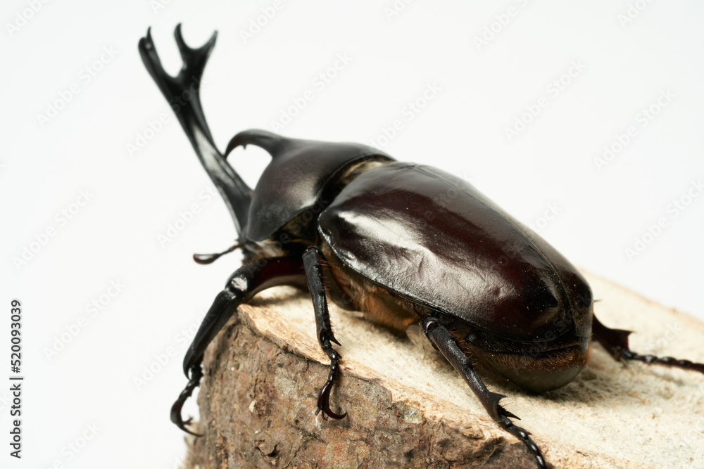 japanese beetle japanese beetle