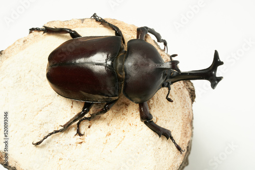 Billede på lærred japanese beetle