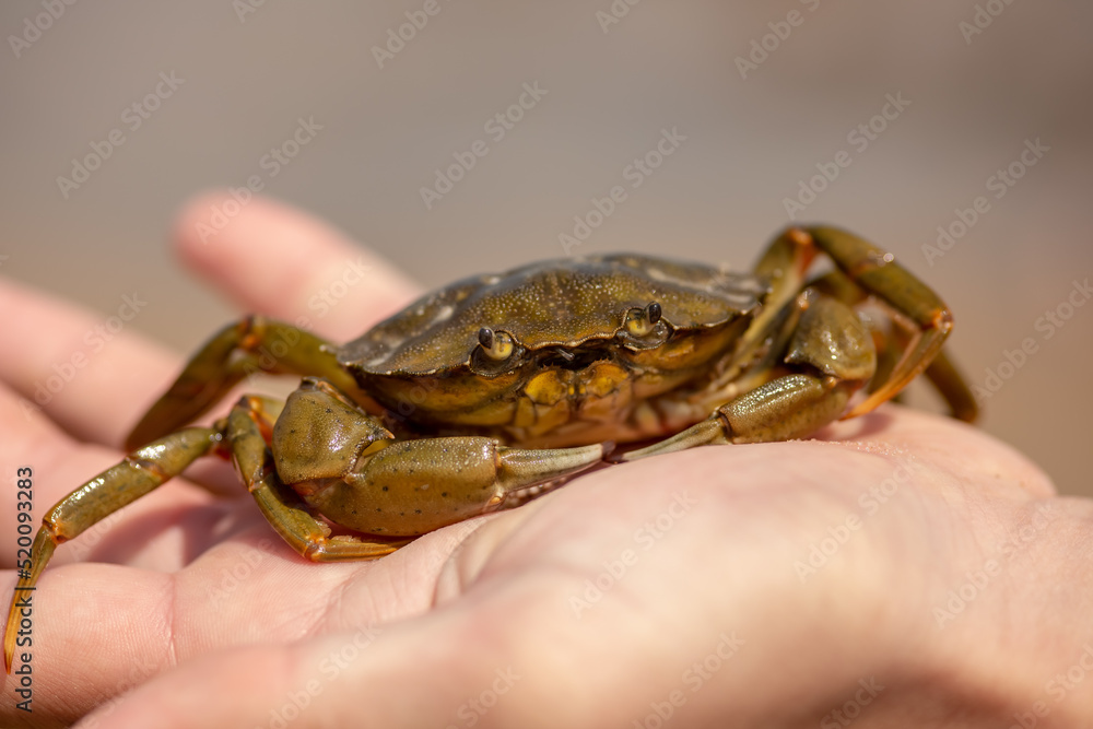 Boy holding a crab on his hand