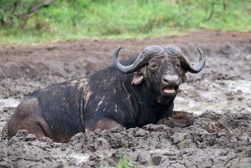 african water buffalo laying in a mud hole © Andreas