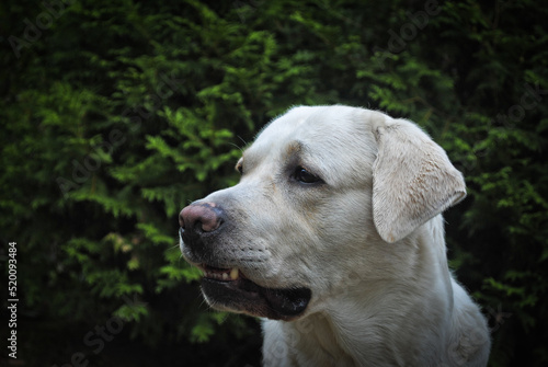 labrador retriever puppy, white biscuit, pies, pupil  © Barbara