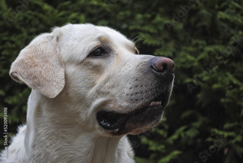 Labrador white in travel, dog