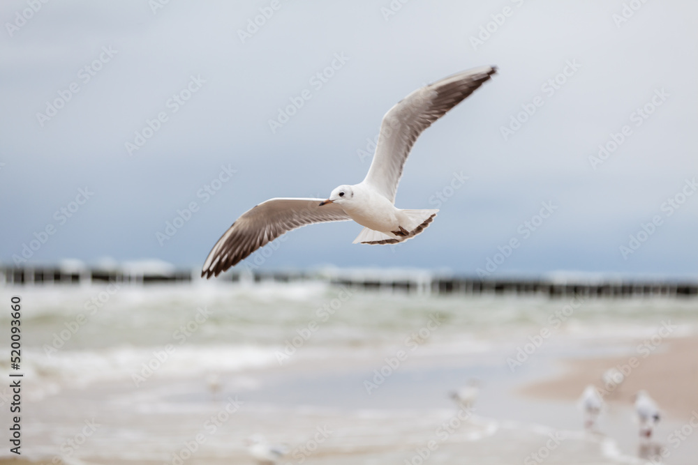 Seagull in the natural environment on the Baltic Sea. Seagull in the natural environment on the Baltic Sea.