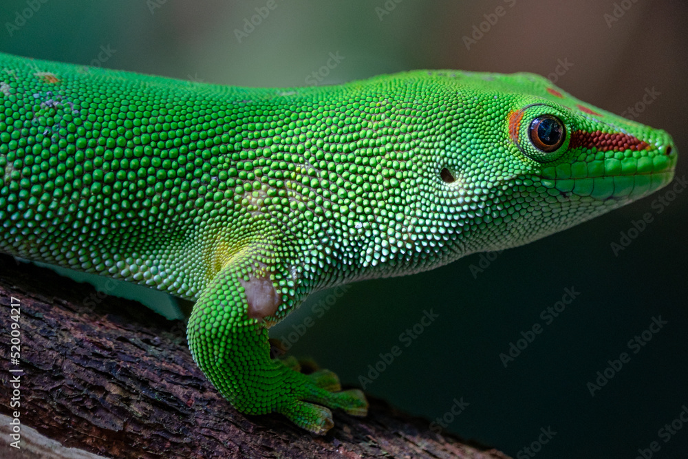 Fototapeta premium Green gecko close up very detailed