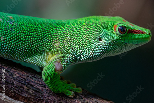 Green gecko close up very detailed