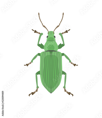Weevil. Green beetle in cartoon style isolated on white background.