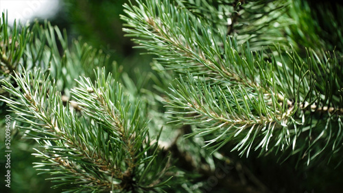 Green prickly branches of a fur-tree or pine. Nice fir branches. Close up. Bright evergreen fresh pine tree green needles branches. New fir-tree needles, conifer