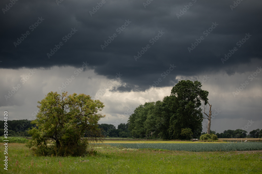 Fototapeta premium tree in the field