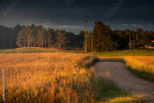 Fototapeta Naklejka Na Ścianę i Meble -  morning in the forest