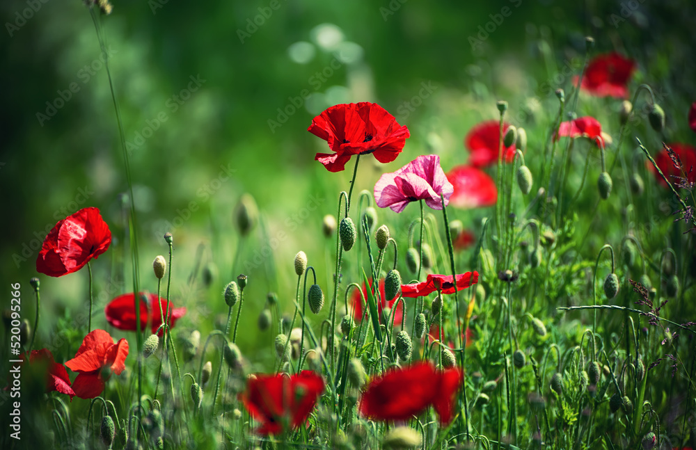 Naklejka premium Red spring poppy