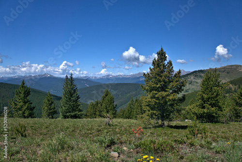 Rocky Mountain landscape on ATV trail with wild flowers in the foreground