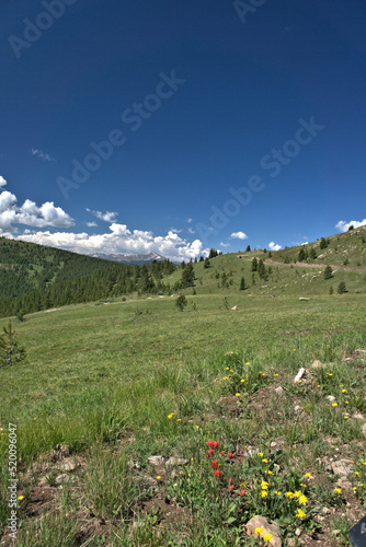 Landscape view of a mountain ATV trail with yellow and red wild flowers in the foreground