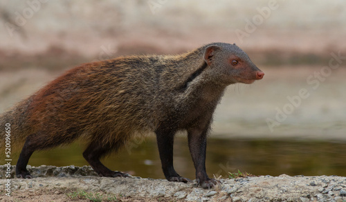 resting ferret; resting habit of predator; Mongoose; meerkat; ferret; mongoose staring; Striped necked mongoose from Yala Sri Lanka