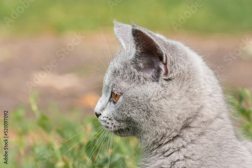 little Cute grey fluffy kitten outdoors. kitten first steps.