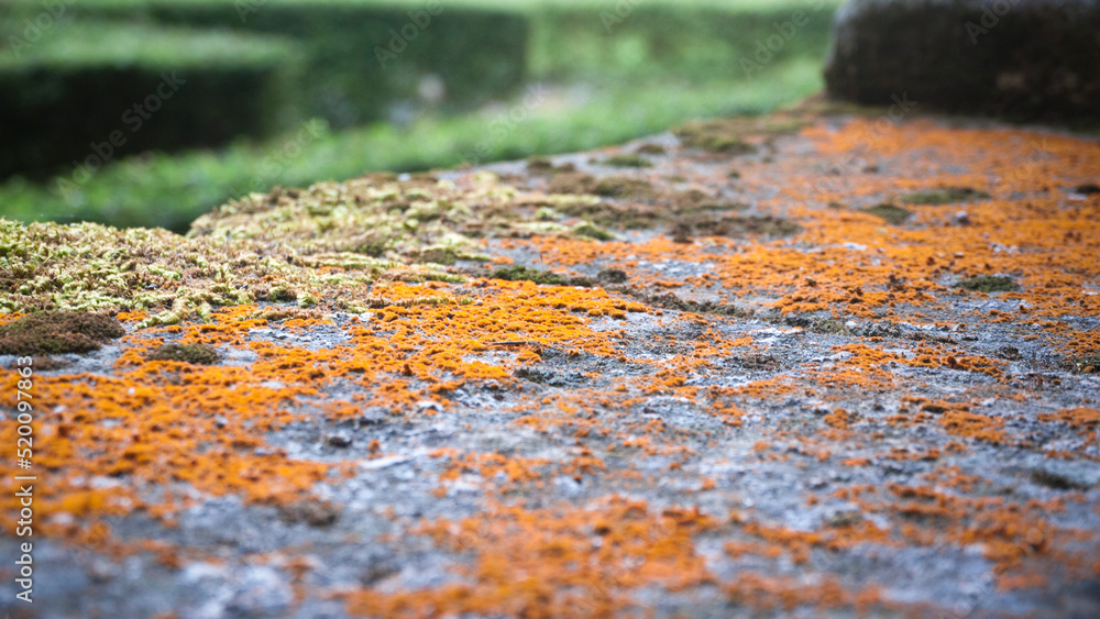 Liquen naranja en superficie de piedra antigua