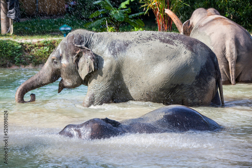 Thee elephants swimming.