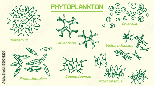 Phytoplankton (cyanobacteria and microalgae) can convert light energy and mineral nutrients into organic matter. They are responsible for the photosynthetic fixation of around 50×10^15 g C annually photo
