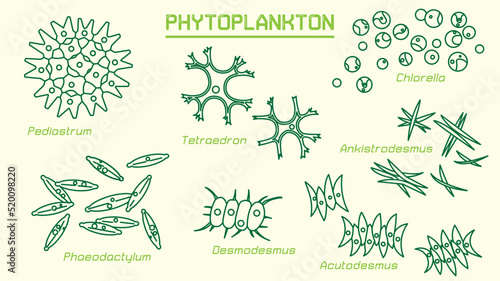 Phytoplankton (cyanobacteria and microalgae) can convert light energy and mineral nutrients into organic matter. They are responsible for the photosynthetic fixation of around 50×10^15 g C annually