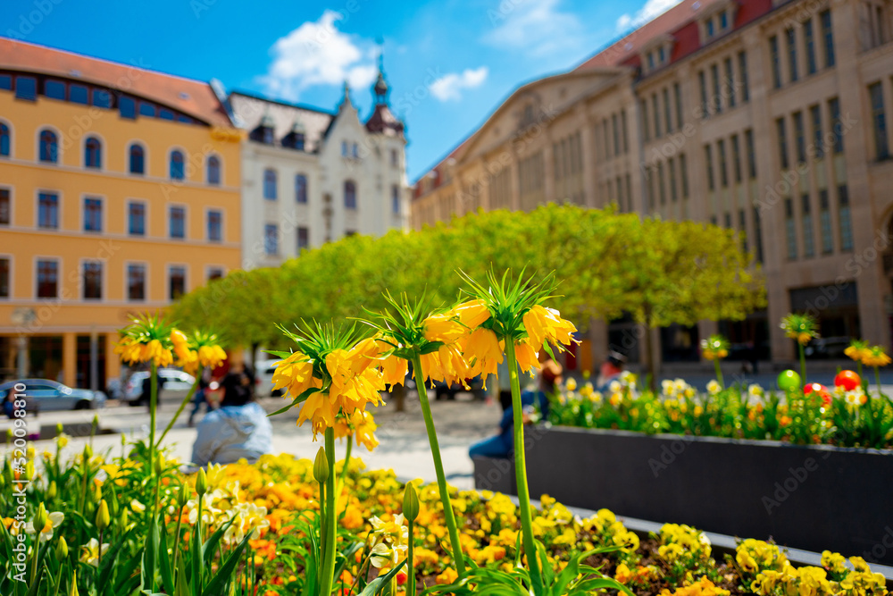 2022-04-29 beautiful flowers on marien square. Goerlitz, Germany