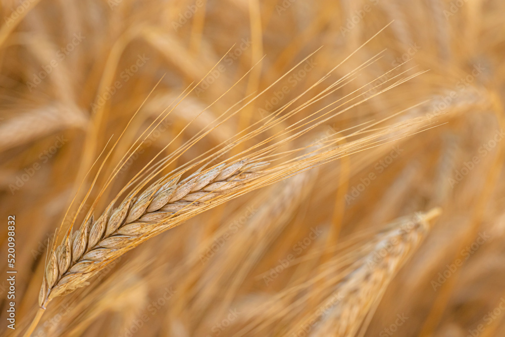 Golden wheat spike in a field. Grain spikes ripening in summer before the harvest. Golden wheat spike in a field. Grain spikes ripening in summer before the harvest.