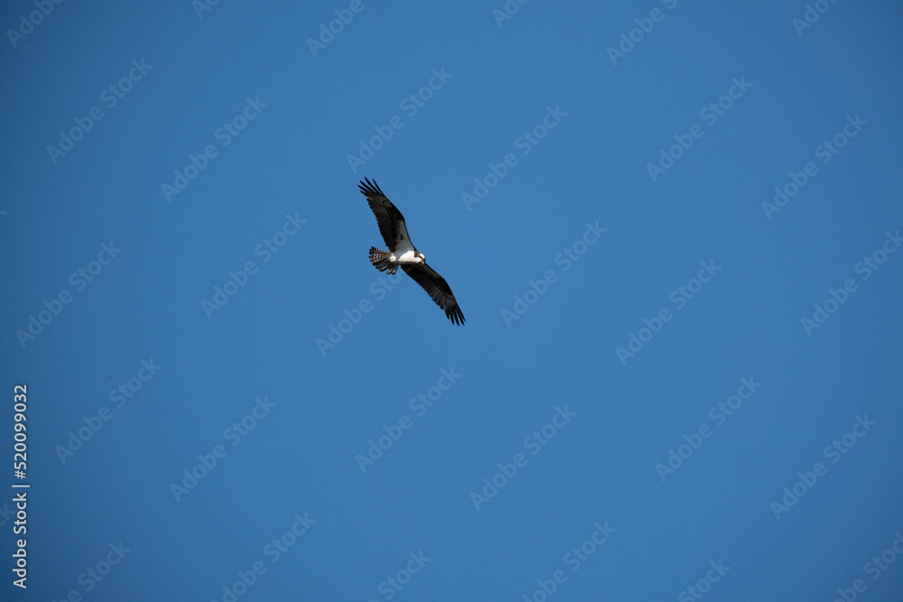Soaring osprey with wings spread on the hunt Soaring osprey with wings spread on the hunt