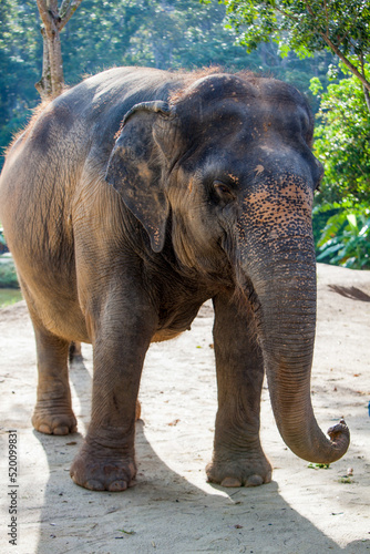 Indian elephant walking free.