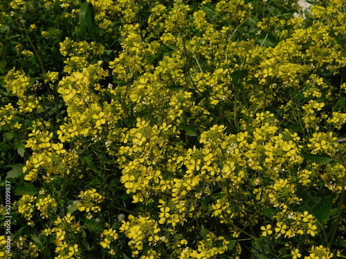 Wild sinapis or mustard plants blooming with yellow flowers, in Attica, Greece