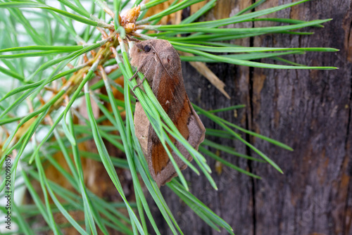 Pine tree Lappet Moth (Dendrolimus pini), female.