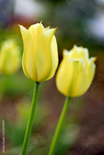 Tulip - a genus of bulbous plants belonging to the lily family. 