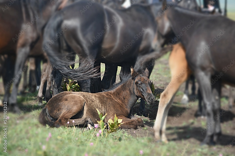 head of a bay horse of the Karachay breed close-up in a herd on pastures in the mountains, Karachay-Balkaria. Russia