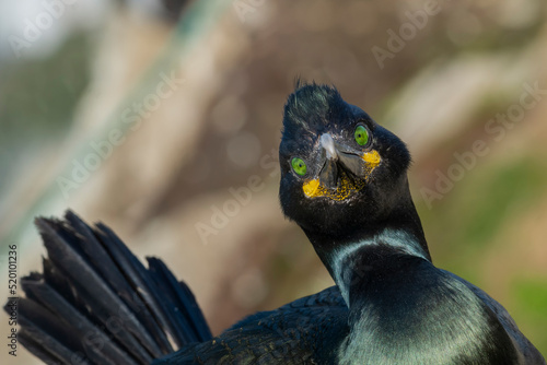 Portrait of european shag - Gulosus aristotelis - with light brown background. Photo from Hornoya Island in Norway.	 photo