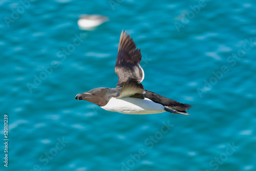 Razorbill - Alca torda - in flight with spread wings with blue water of Barents Sea in background. Photo from Hornoya Island in Norway.