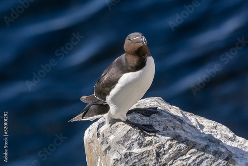 Razorbill - Alca torda - on the rock with dark blue Barents Sea in background. Photo from Hornoya Island in Norway photo