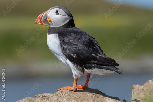 Cute atlantic puffin - Fratercula arctica standing on stone with green background. Photo from Hornoya Island at Varanger Penisula in Norway. © PIOTR
