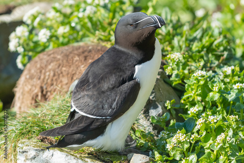 Razorbill - Alca torda - standing on stone on green grass background. PHoto from Hornoy Island in Norway.