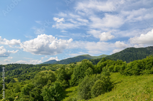 Beautiful summer landscape of spruce forests on the slopes  peaks and valleys of the Carpathian Mountains  Ukraine