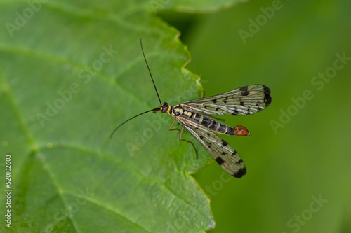 Panorpa germanica - German scorpionfly - Panorpe - Mouche scorpion © Thomas