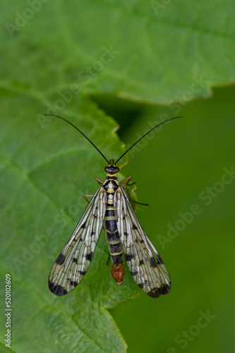Panorpa germanica - German scorpionfly - Panorpe - Mouche scorpion