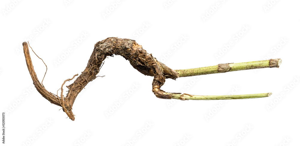 Obraz premium natural root of common chicory plant isolated on white background