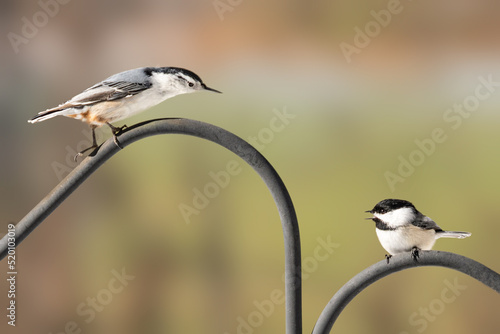 Tufted titmouse threatening black-capped chickadee