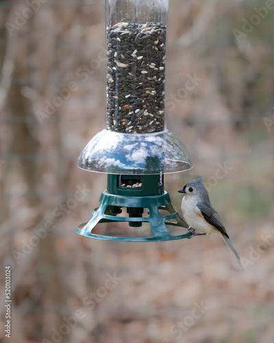 Tufted titmouse on perched on bird feeder